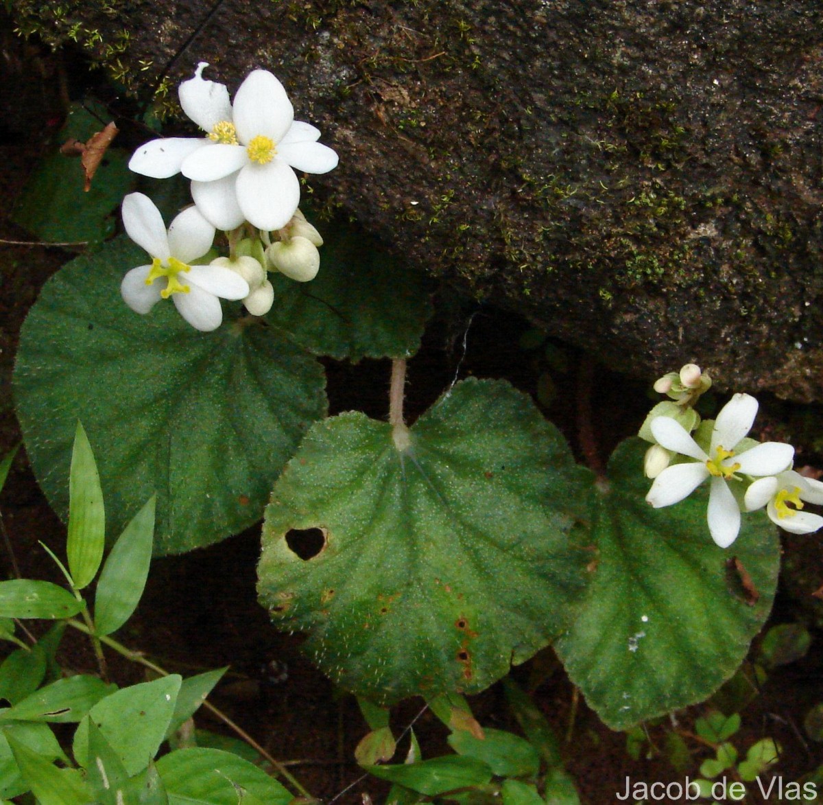 Begonia tenera Dryand.